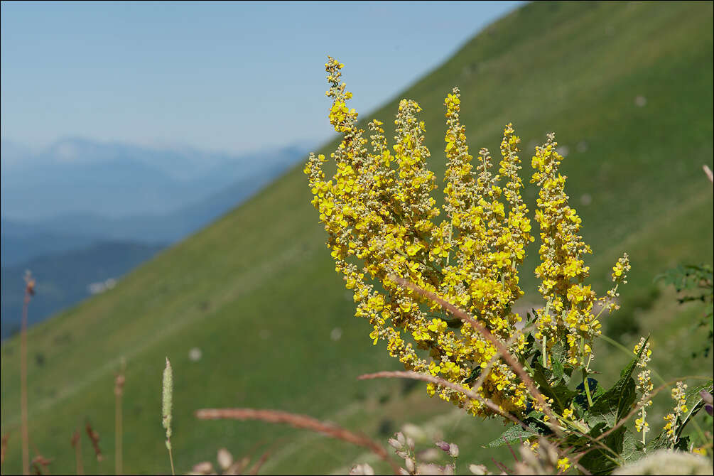 Image of mullein