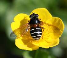 صورة Sericomyia lappona (Linnaeus 1758)