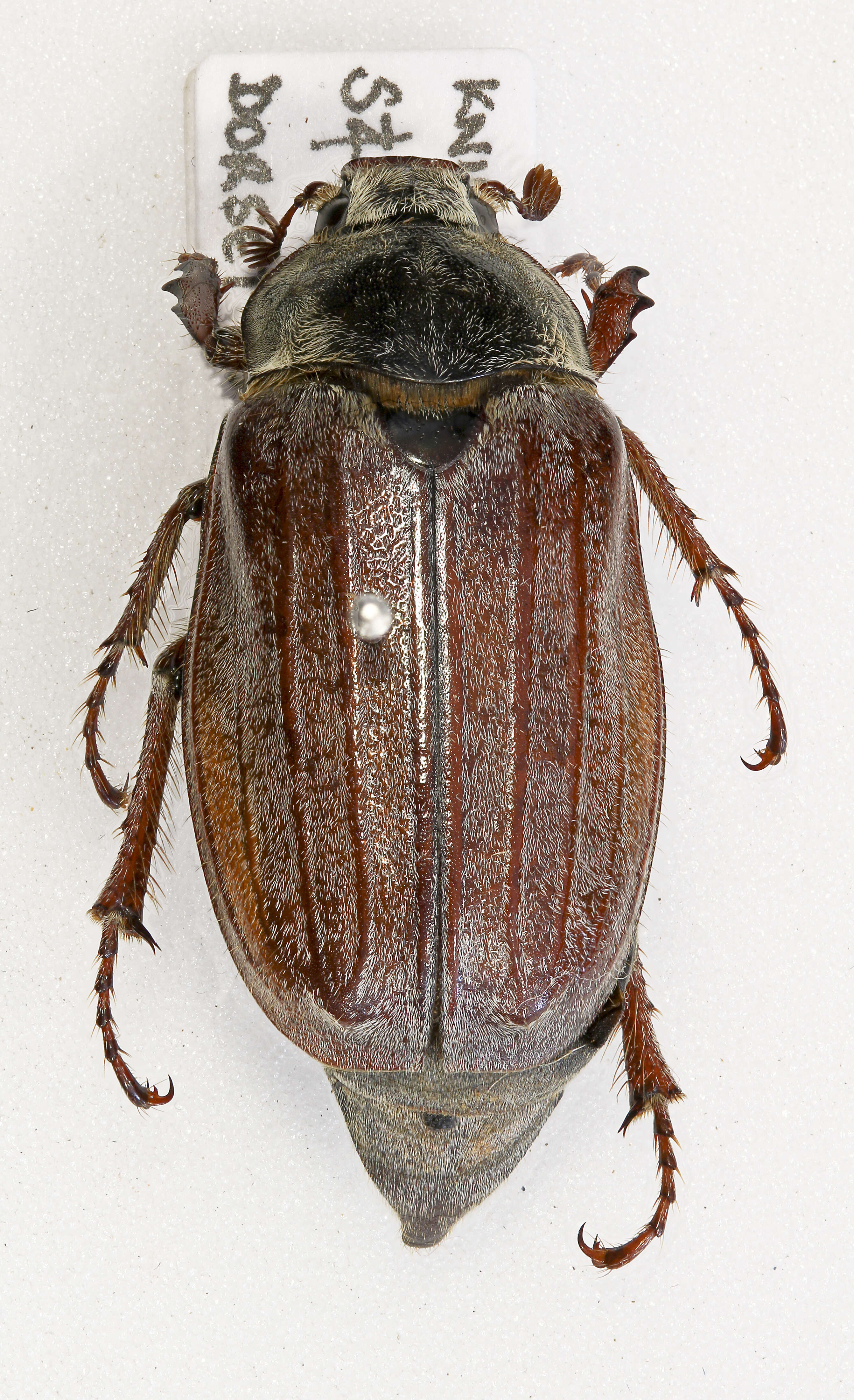 Image of Common cockchafer