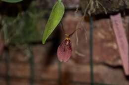 Image of Restrepia lansbergii Rchb. fil. & H. Wagener