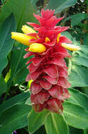 Image of Red Tower Ginger