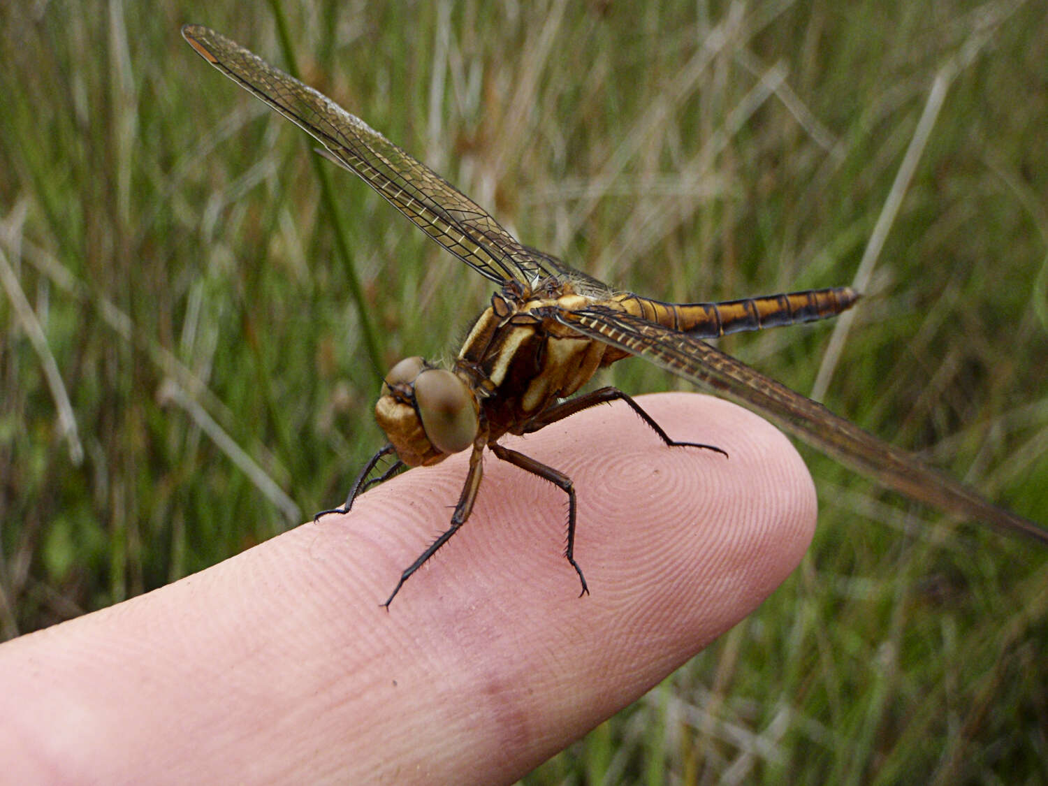 Image of Skimmers (Dragonflies)