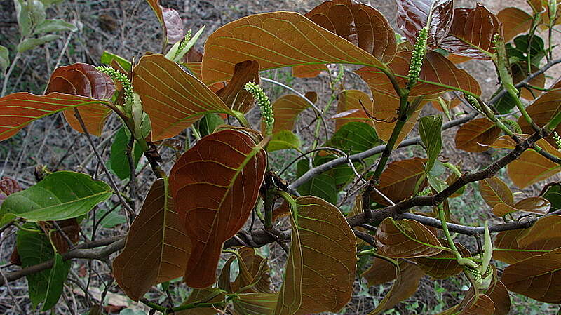 Image of Coccoloba arborescens (Vell.) Howard