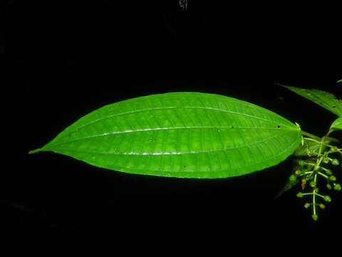 Image of Miconia neomicrantha W. S. Judd & J. D. Skean