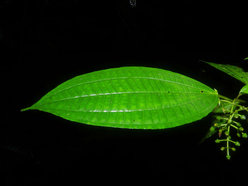 Image of Miconia neomicrantha W. S. Judd & J. D. Skean