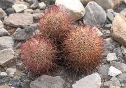 Image of fishhook cactus