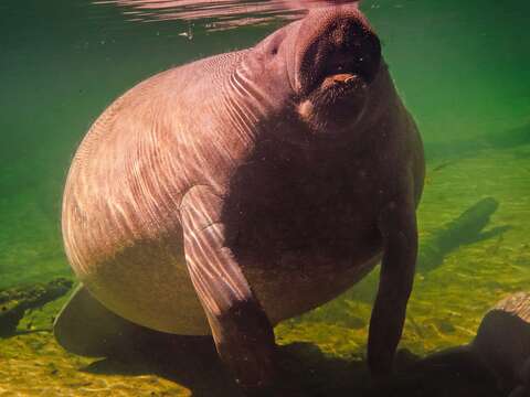 Image of manatees