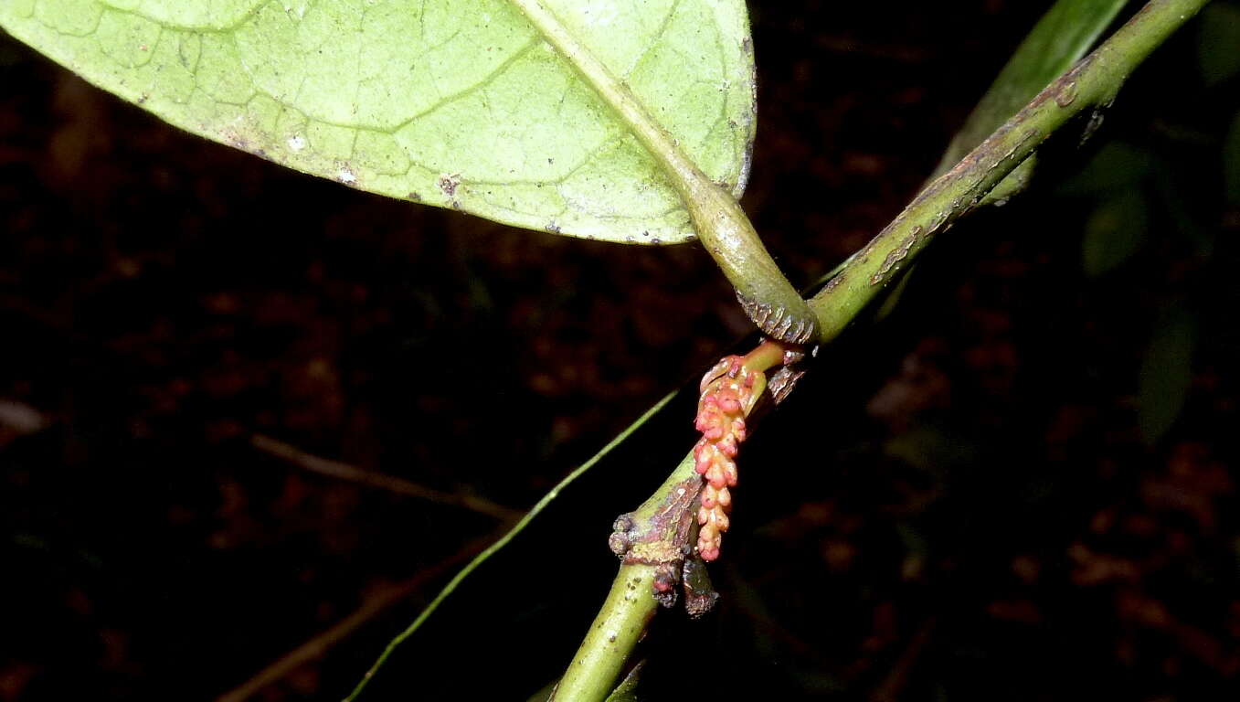 Image of Gymnanthes glabrata (Mart.) Govaerts