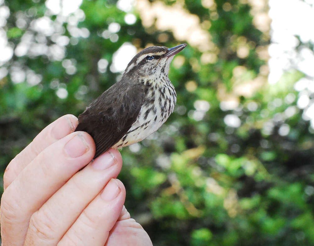 Image of waterthrush