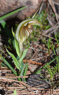 Image of Red-veined shell orchid