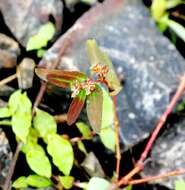 Sivun Euphorbia hypericifolia L. kuva