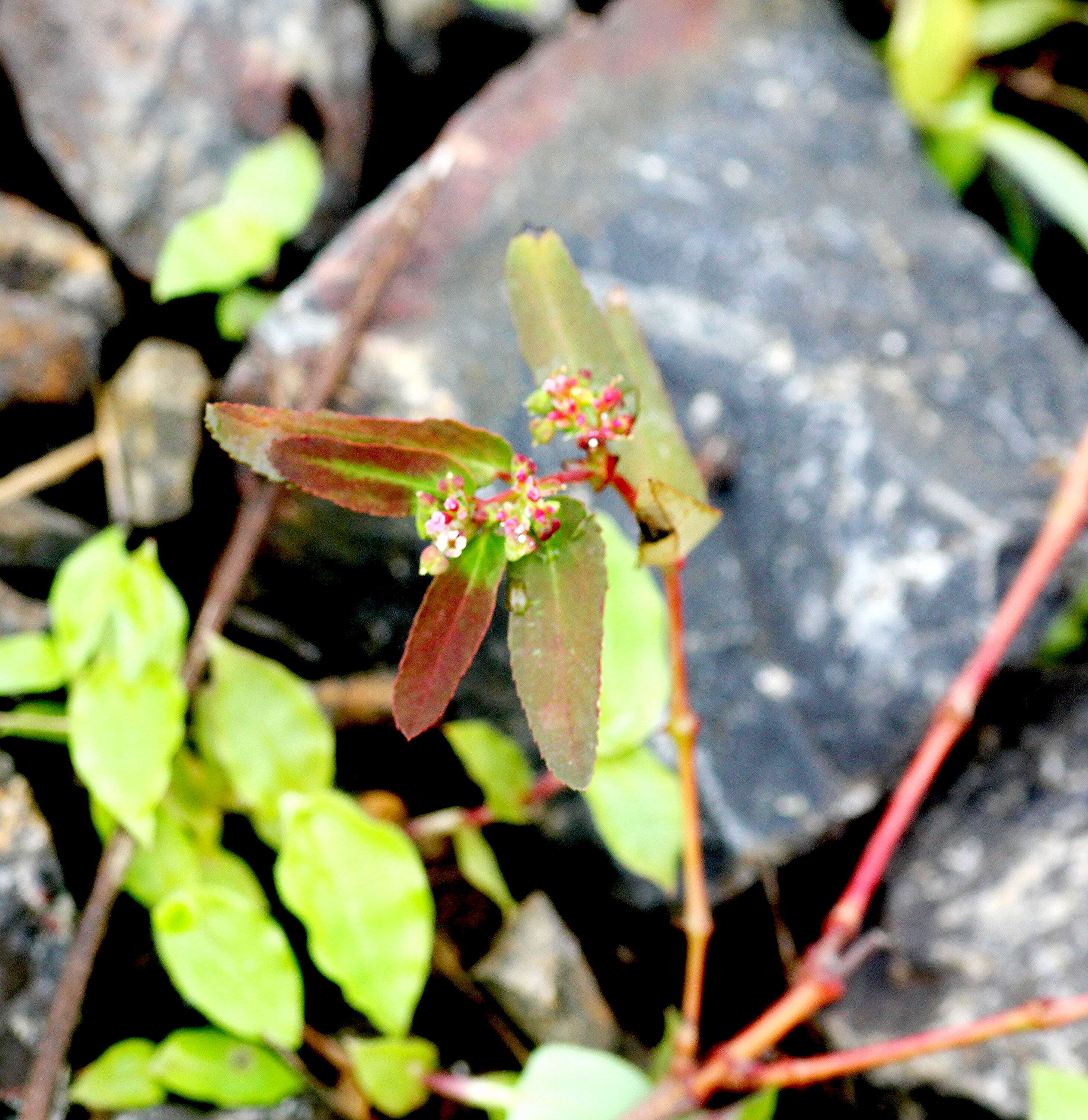 Imagem de Euphorbia hypericifolia L.
