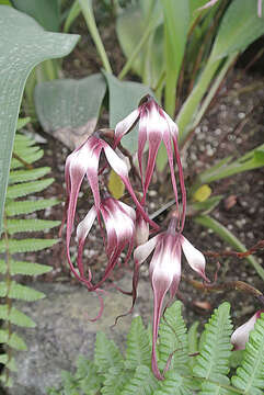 Image of Maxillaria lepidota Lindl.