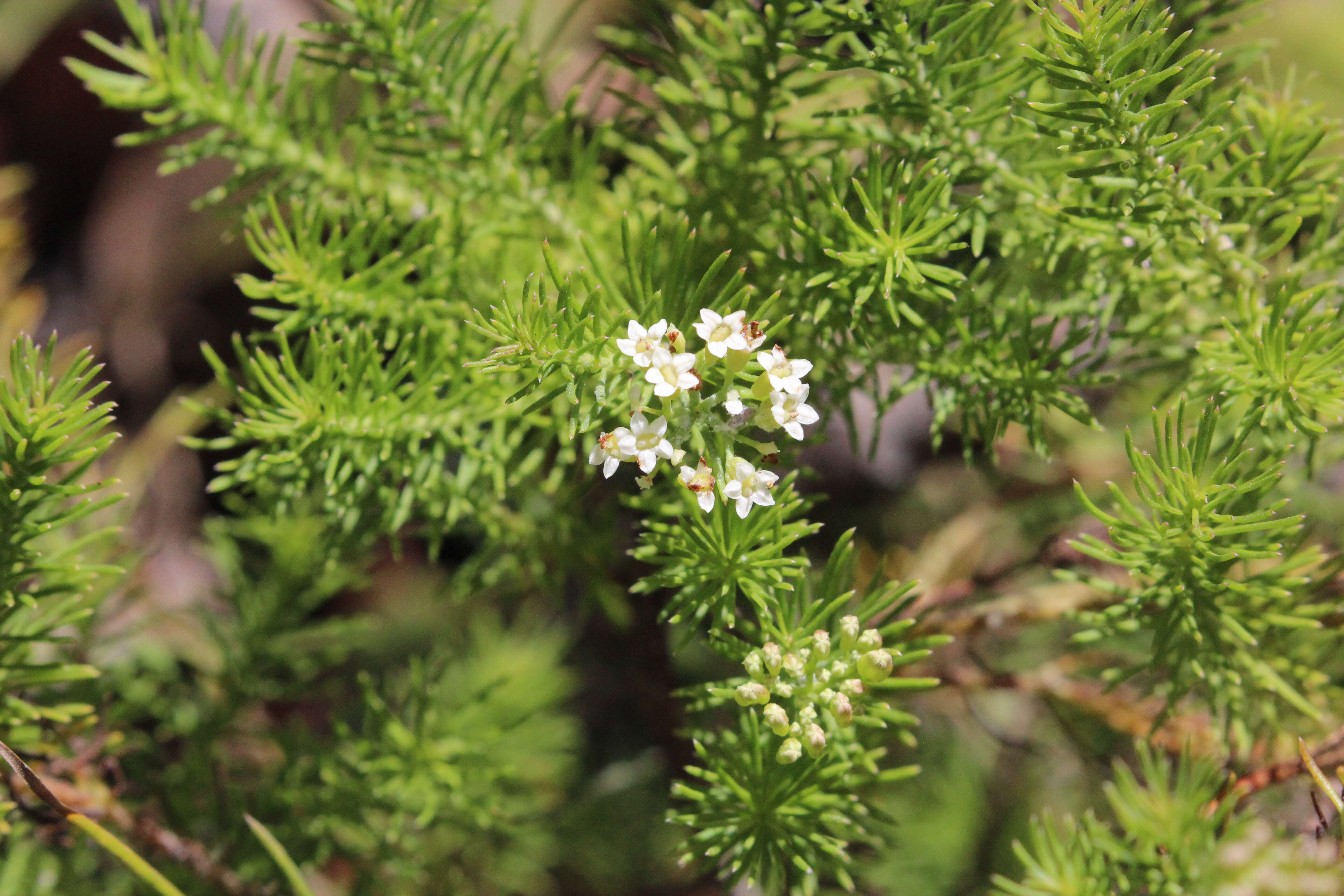 Image of Platysace ericoides (Sieb. ex DC.) C. Norman