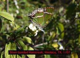 Слика од Chlorostrymon simaethis (Drury 1773)