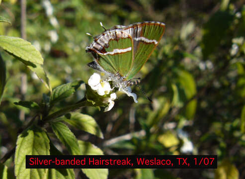 Слика од Chlorostrymon simaethis (Drury 1773)