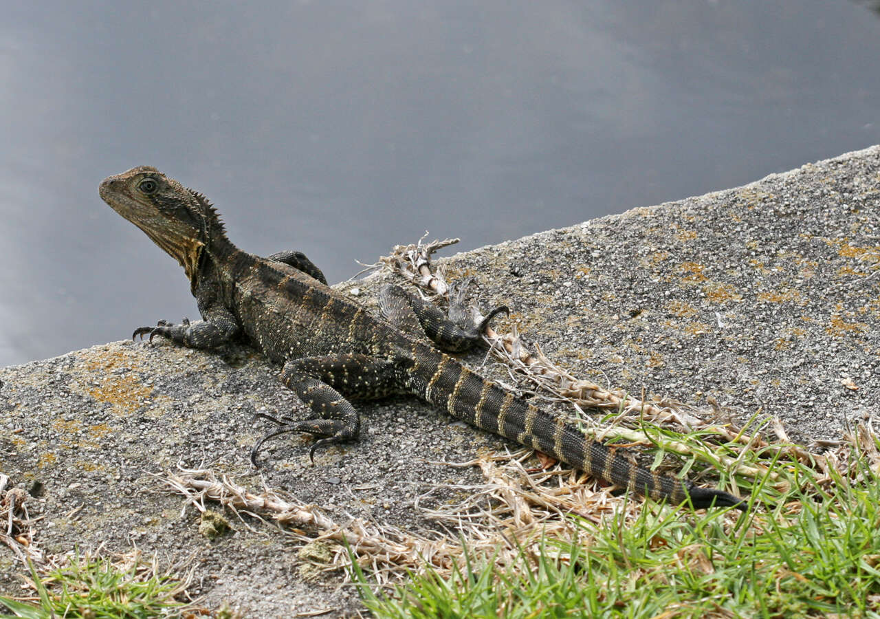 Physignathus resmi