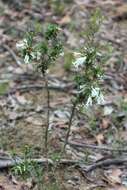 Plancia ëd Epacris impressa Labill.