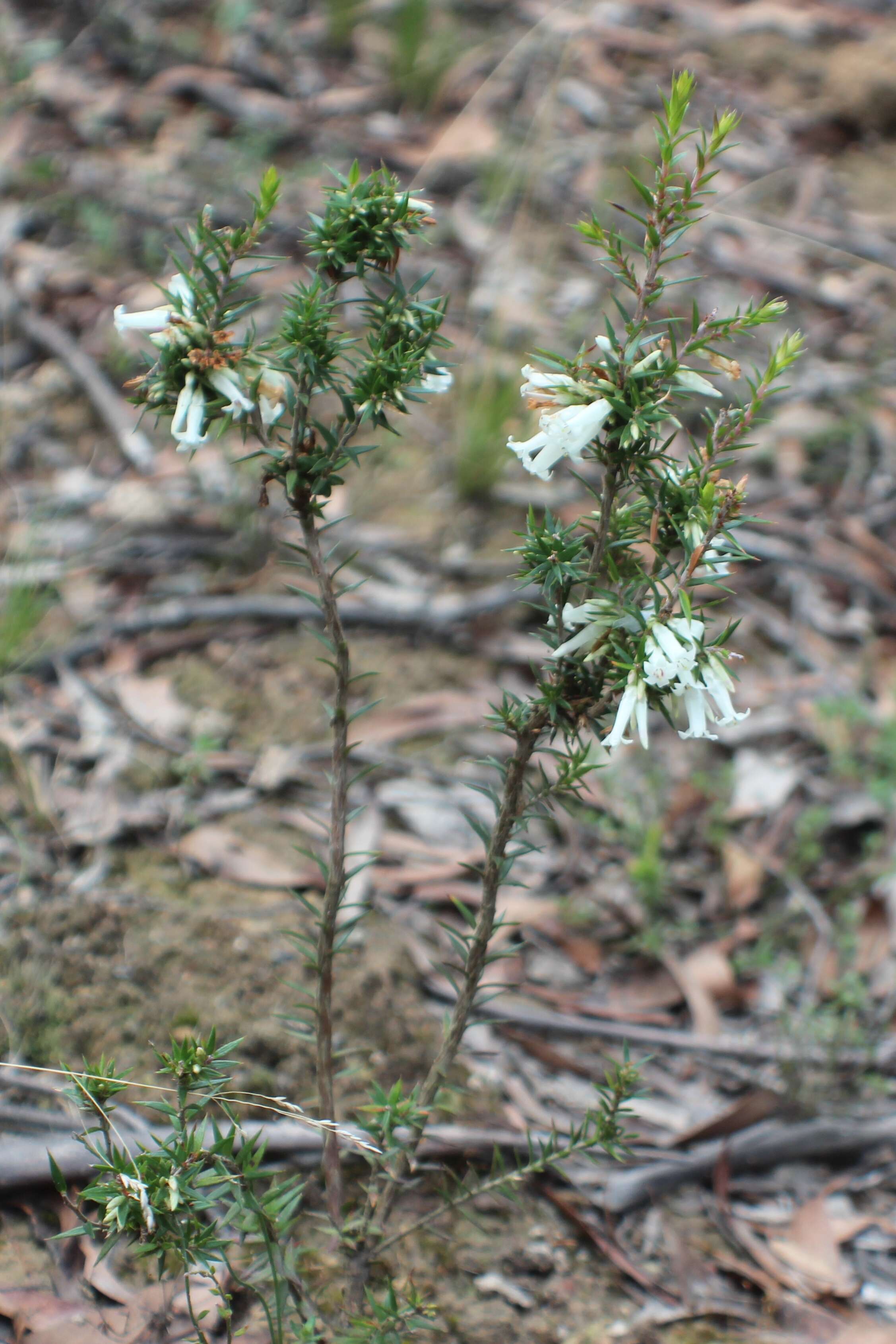 Plancia ëd Epacris impressa Labill.