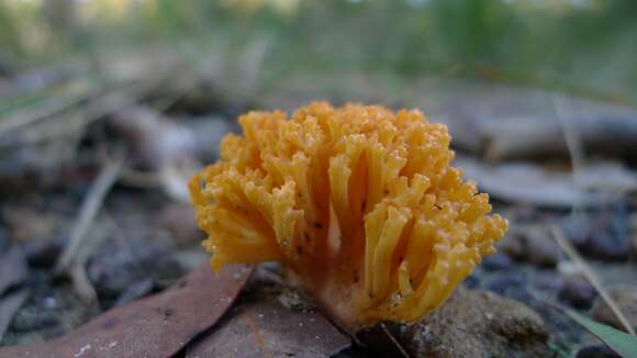 Image of Ramaria capitata Corner 1950