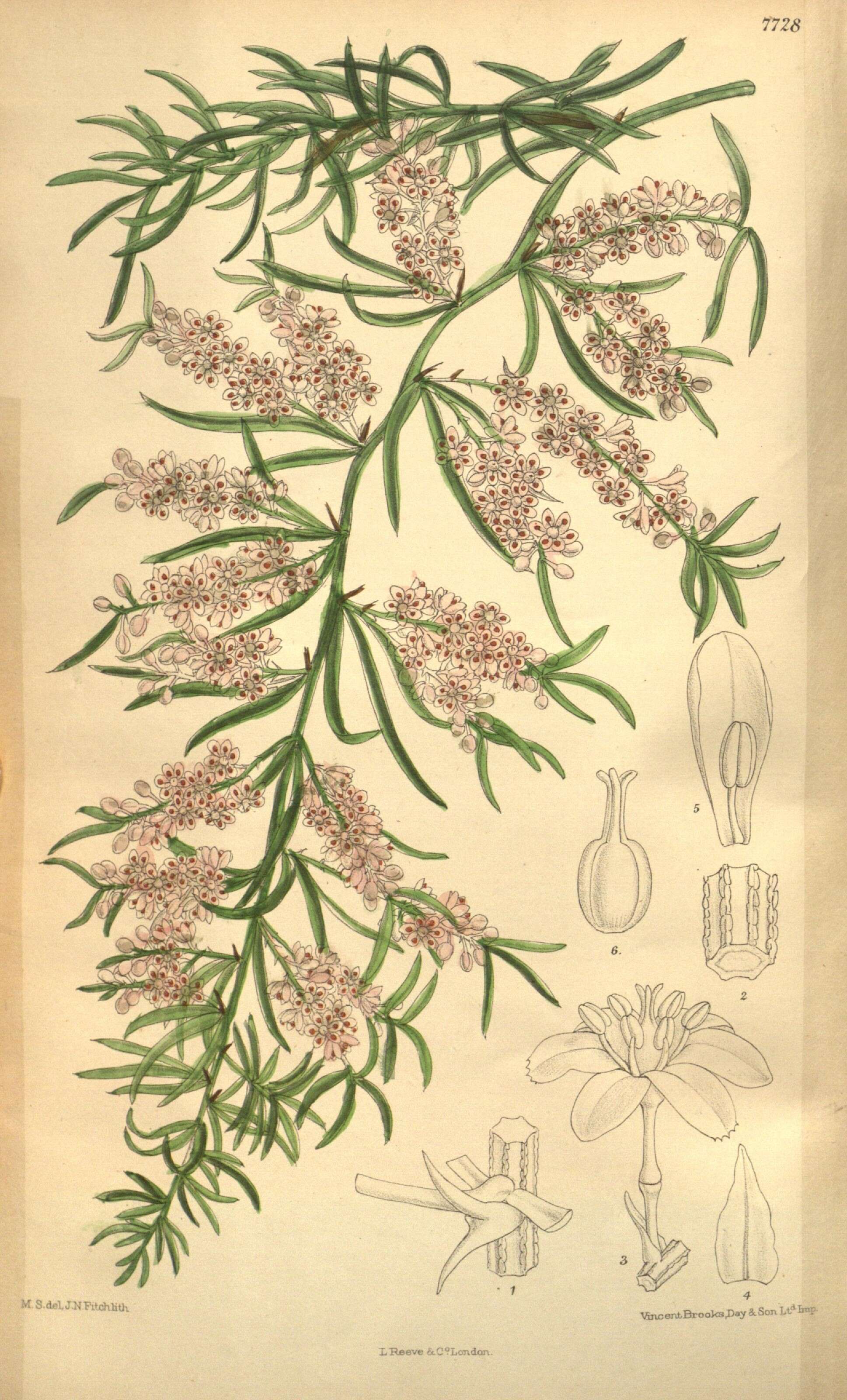 Image of Asparagus angusticladus (Jessop) J.-P. Lebrun & Stork