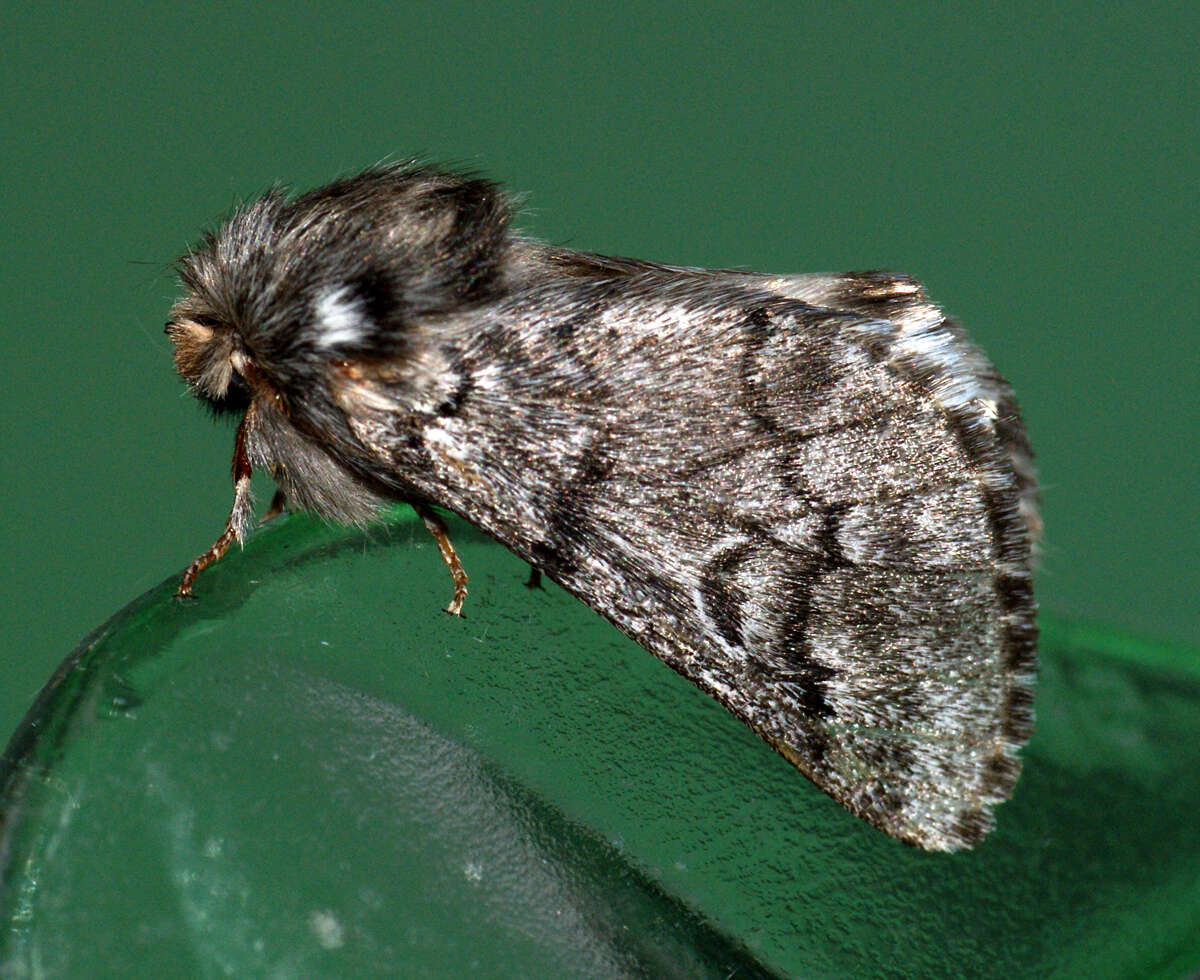Image of prominent moths