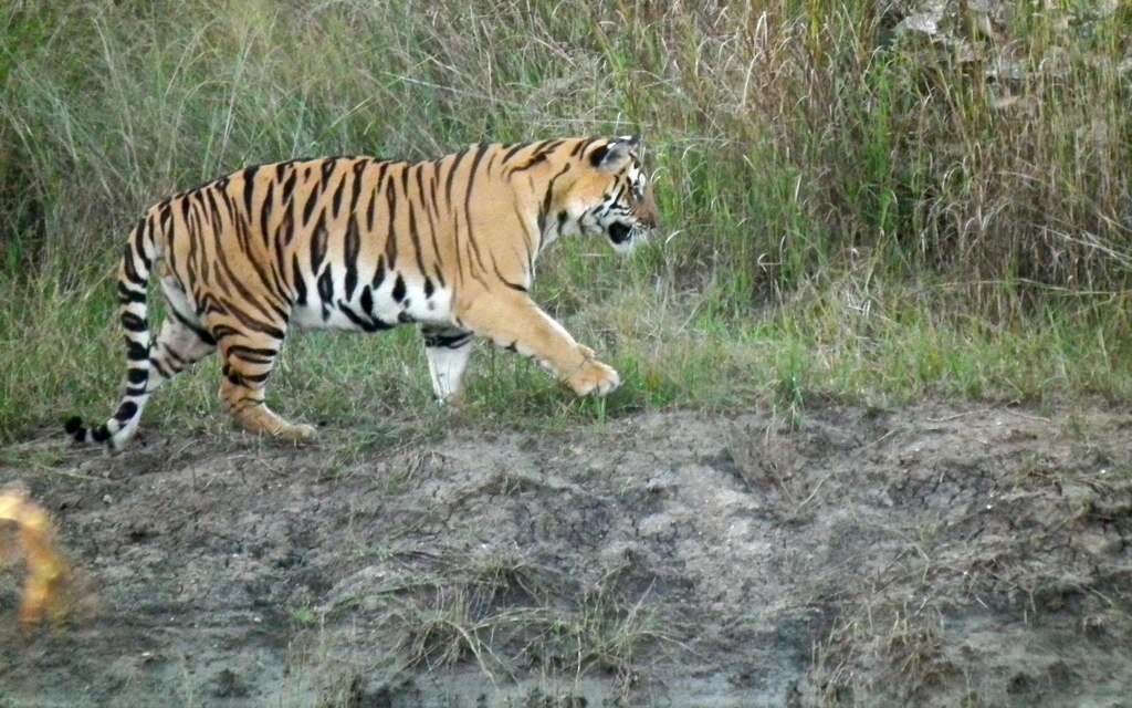 Image of Tiger