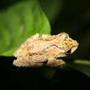 Image of Gunung Mulu Bubble-nest Frog
