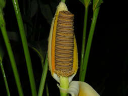 Image of Cyclanthus