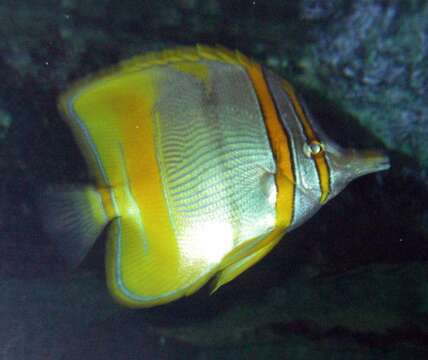 Image of Margined Coralfish