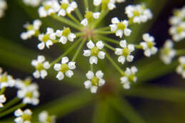 Image of stiff cowbane