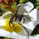 Image of Bee beetle