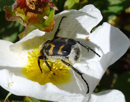 Image of Bee beetle