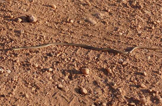 Image of Spirit Diminutive Snake