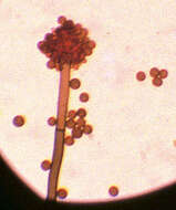 Image of unclassified Pleosporales