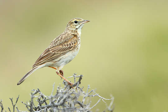 Image of Australasian Pipit