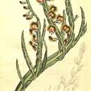 Image of Bossiaea scolopendria (Andrews) Sm.