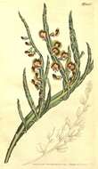 Sivun Bossiaea scolopendria (Andrews) Sm. kuva