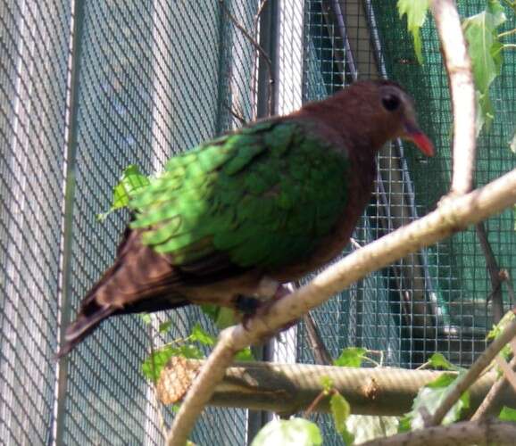 Image of Common Emerald Dove