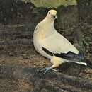 Image of Pied Imperial Pigeon