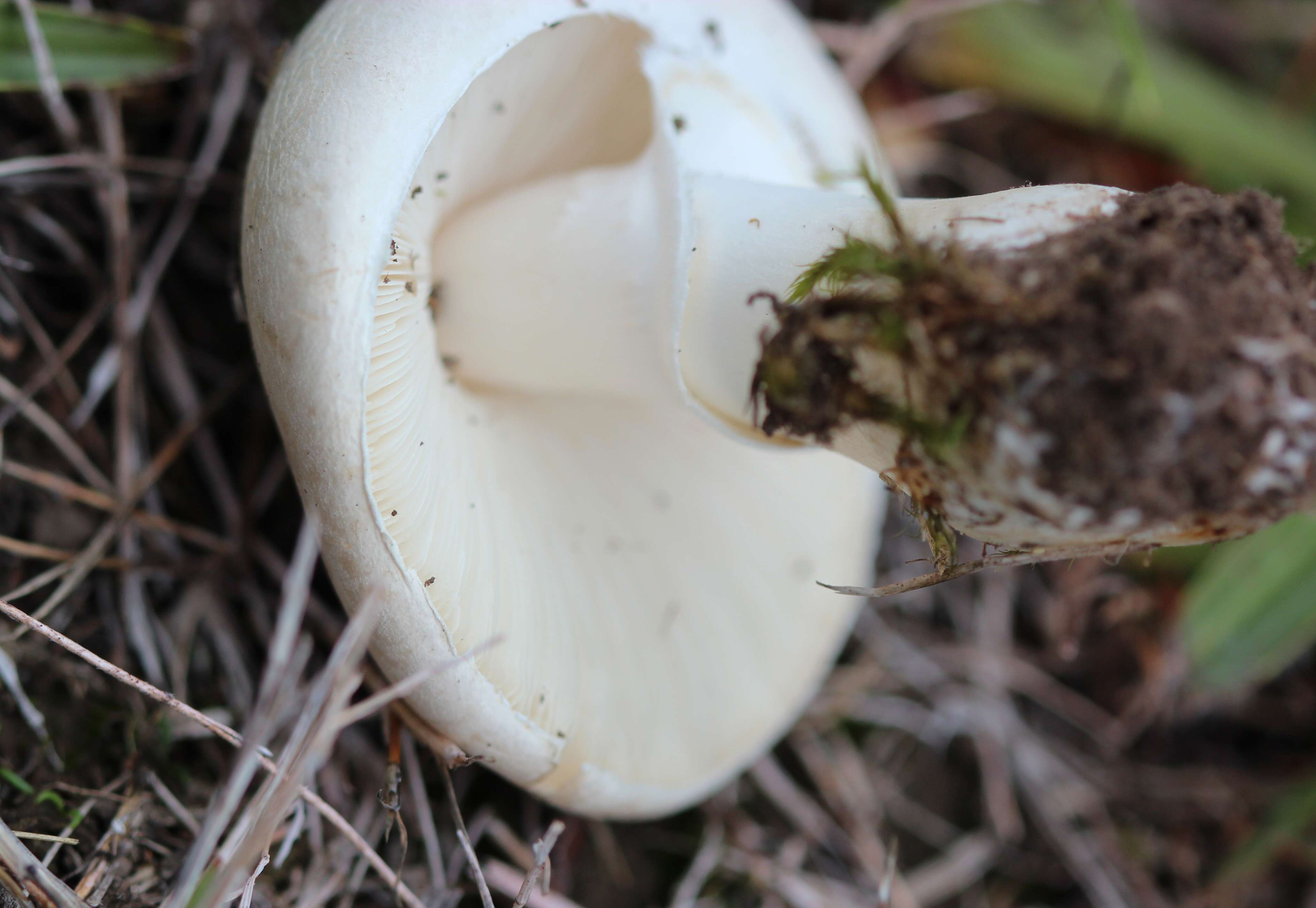 Image of Leucoagaricus