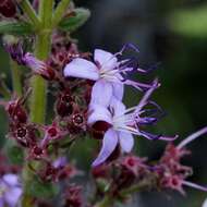 Image of Fritzschia lanceiflora (DC.) M. J. Rocha & P. J. F. Guim.