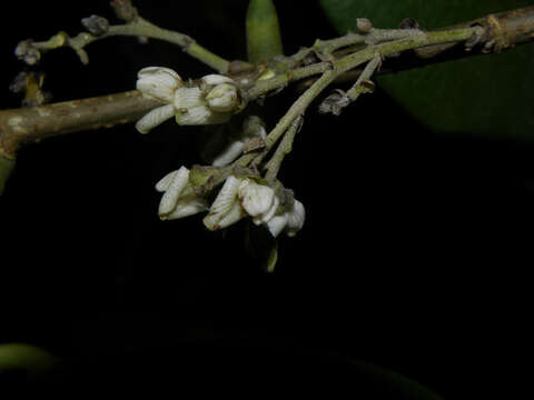 Image de Machaerium arboreum (Jacq.) Vogel