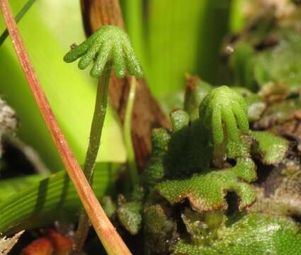 Image of common liverwort