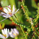 Image of Walter's aster