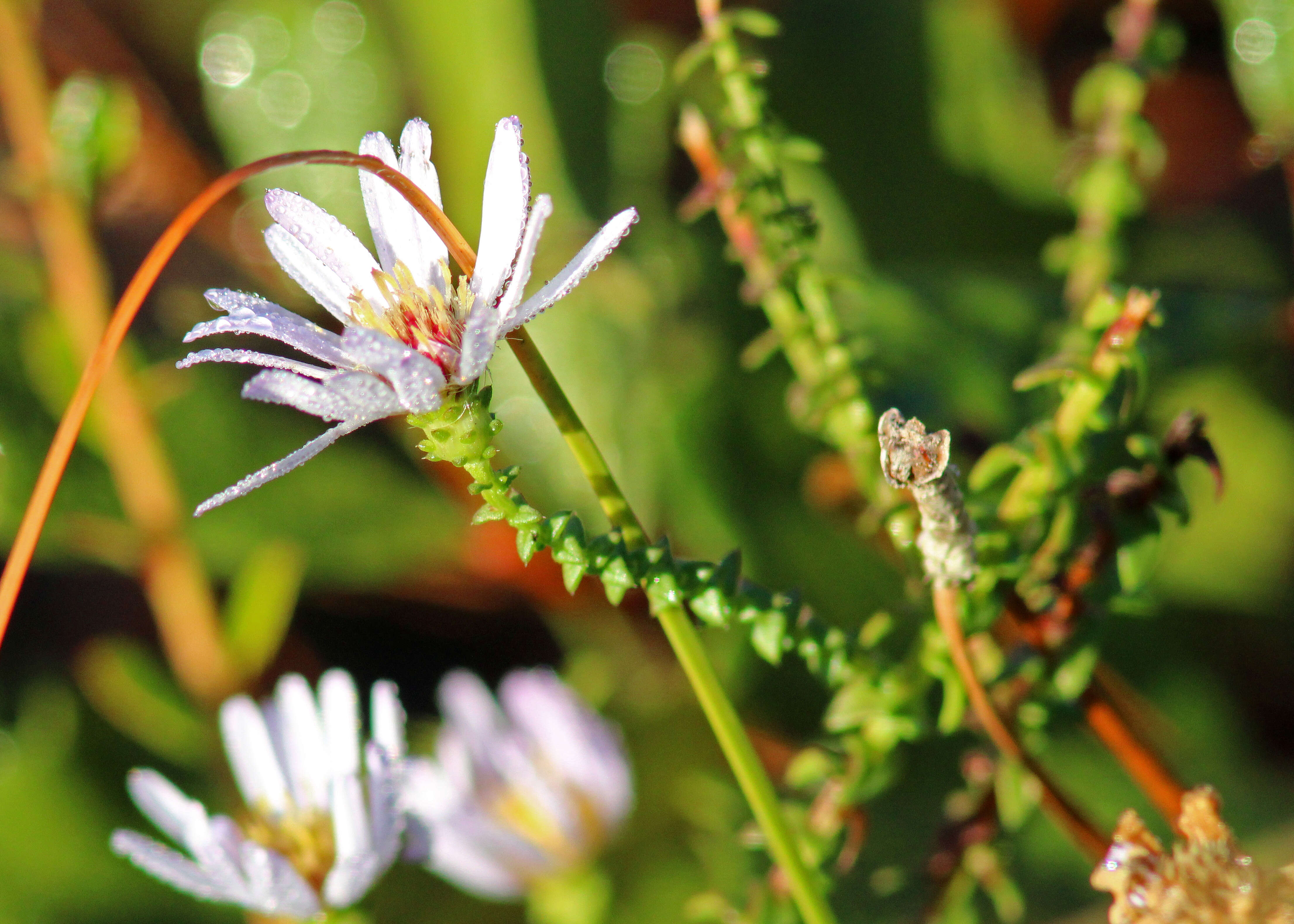 Image of Walter's aster