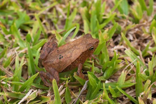 Image of beaked toads