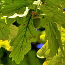 صورة Quercus robur subsp. robur