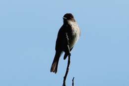 Image of Eastern Phoebe