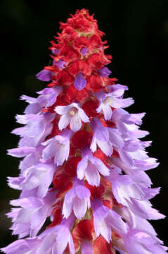 Image of Primula vialii Delavay ex Franch.